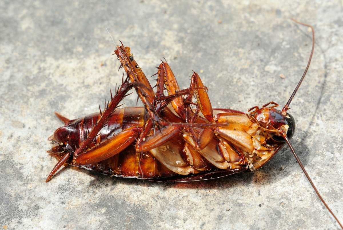 Насекомые тараканы: описание, среда обитания и особенности строения