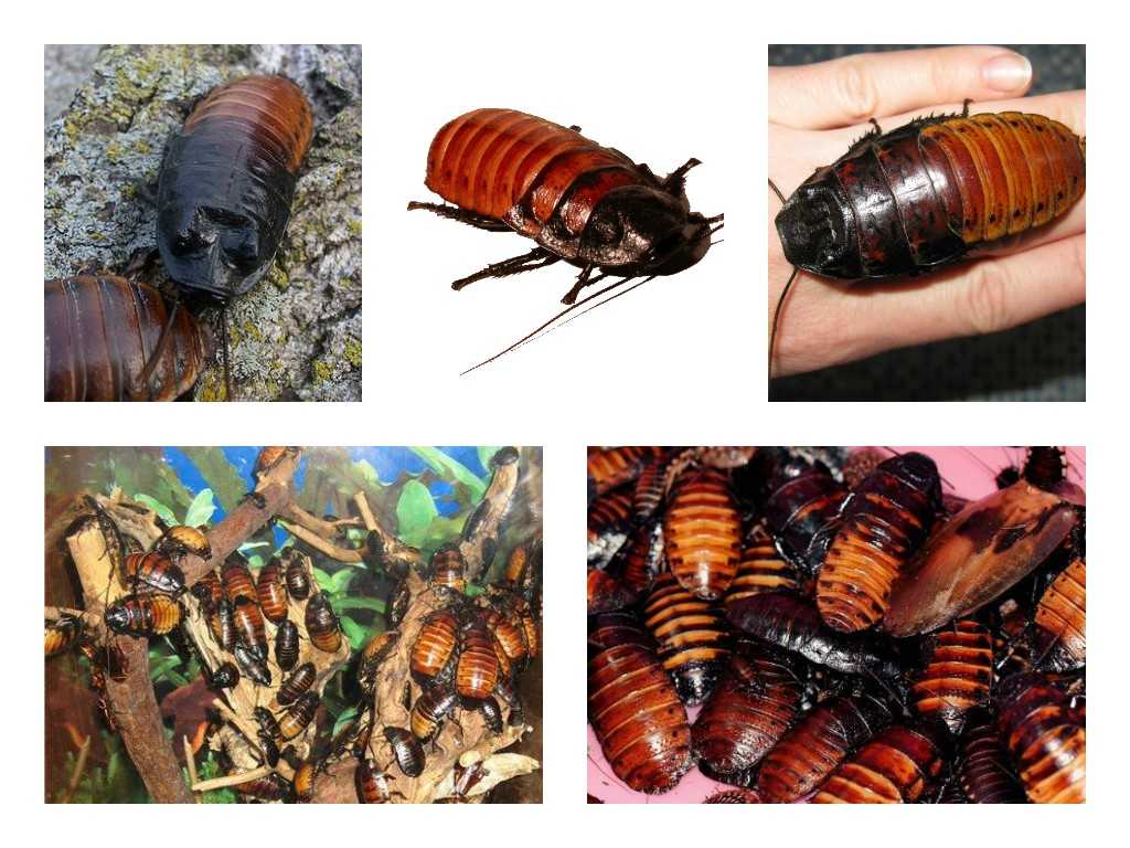 Мадагаскарский таракан: описание, среда обитания, особенности питания, размножение, польза и вред, видео