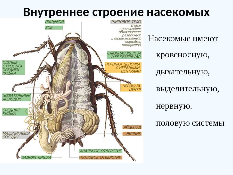 Внутреннее и внешнее строение таракана Системы жизнеобеспечения и принципы их функционирования Особенности внутренних систем организма Половые системы тараканов