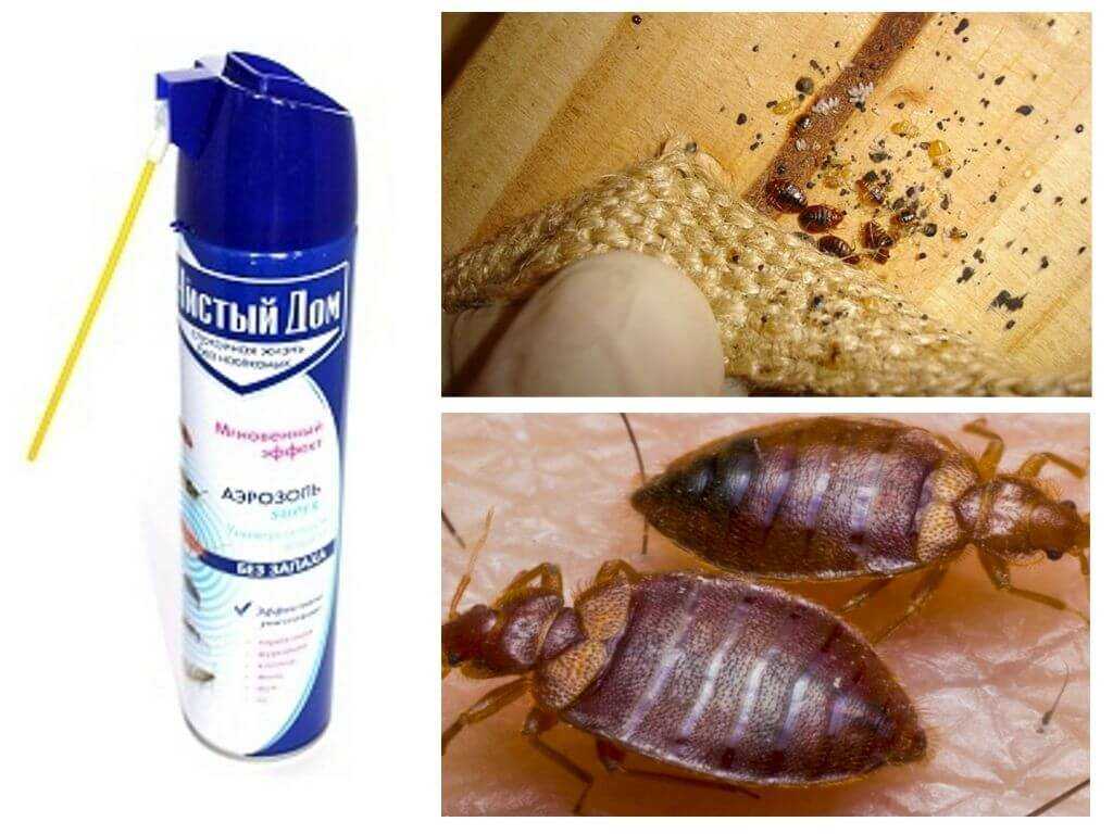 15 лучших способов избавиться от тараканов в домашних условиях быстро и навсегда