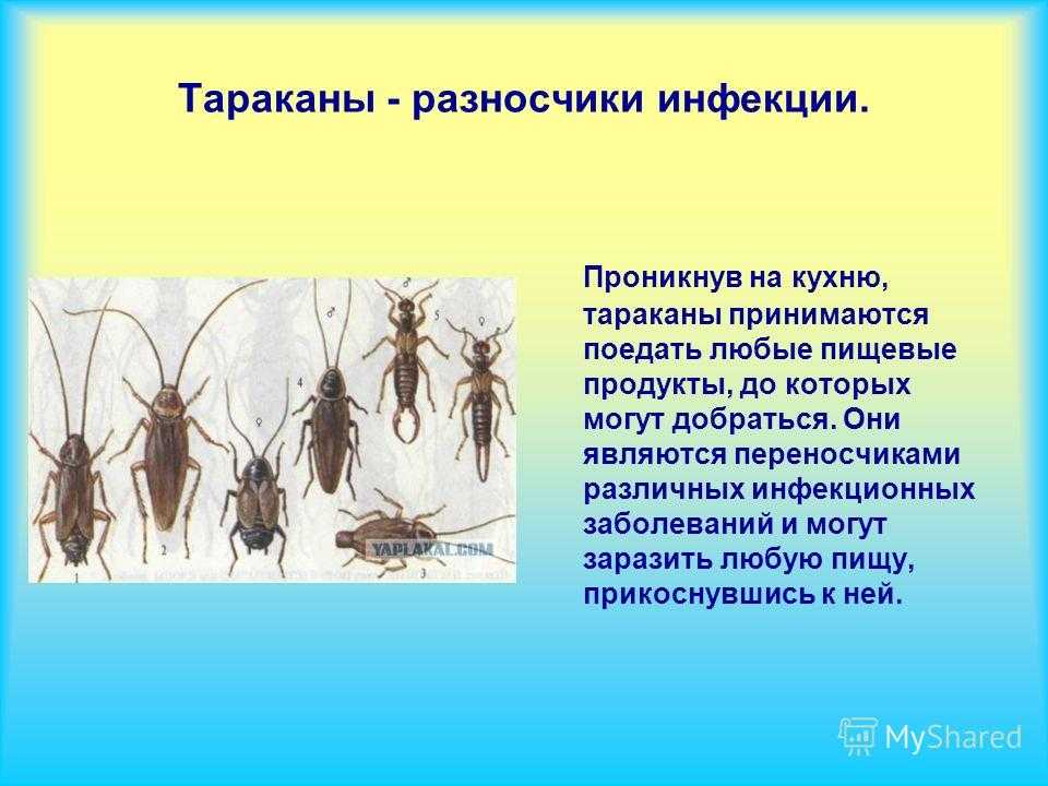 Тараканы в квартире: откуда берутся и как избавиться, профилактические меры