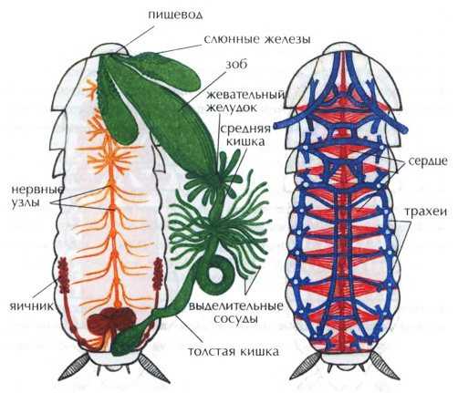 Черный таракан и его внешнее описание: строение тела, пищеварительная и нервная системы