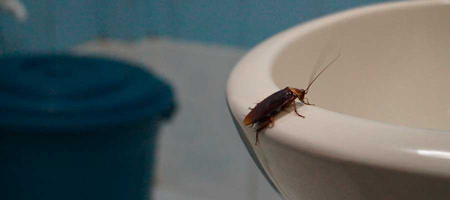 Сколько живут тараканы без еды и воды?