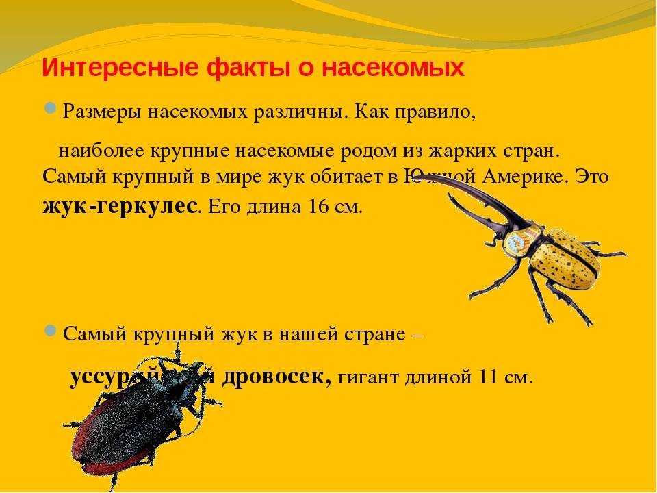 Факты о тараканах: их разум, живучесть, образ жизни и происхождение