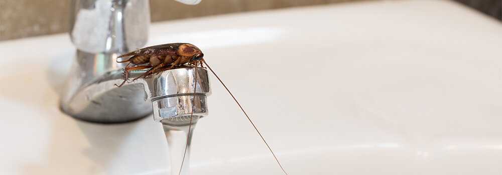 Как тараканы пьют воду сколько проживут без нее