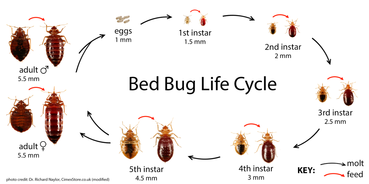 Откуда берутся тараканы в квартире и что делать, если они появились
