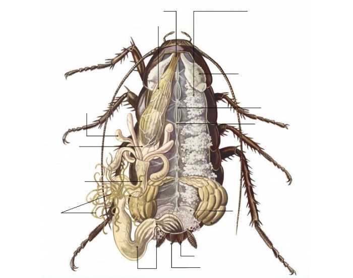 Внешнее и внутреннее строение тараканов