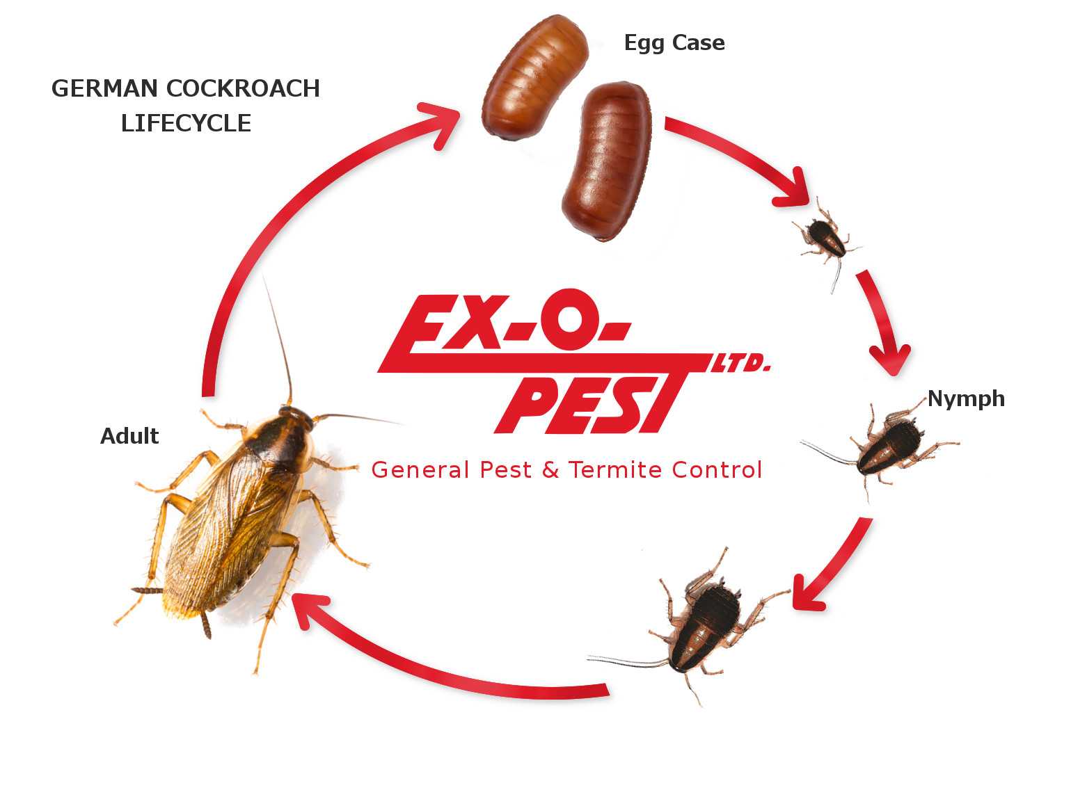 Продолжительность жизни домашних тараканов: мифы и реальность