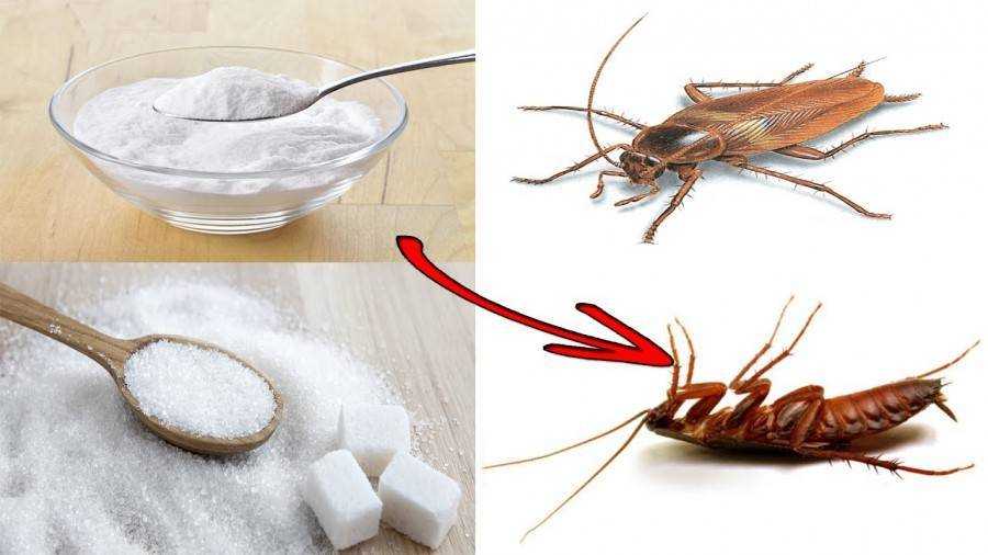 Как избавится от тараканов в квартире навсегда