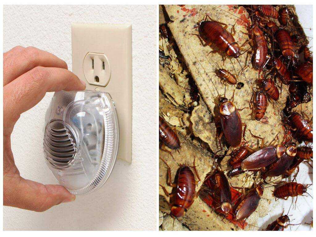 Кто в доме хозяин, или как избавиться от тараканов в квартире навсегда