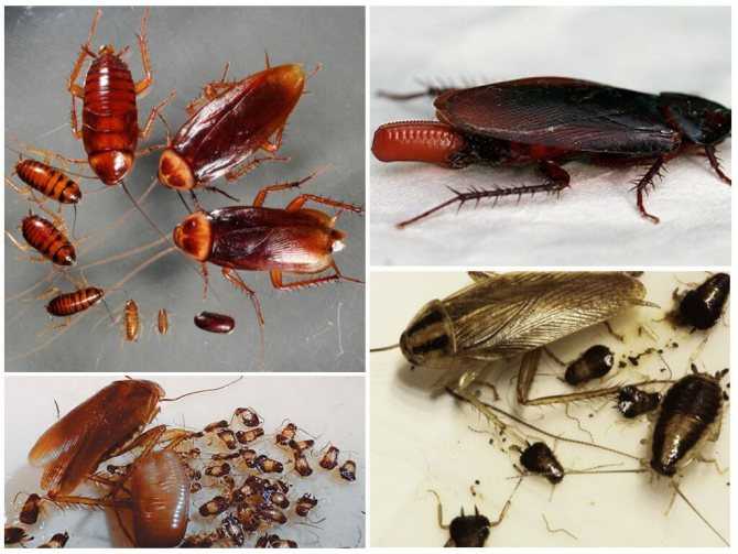 Сколько живут тараканы без воды, еды или головы