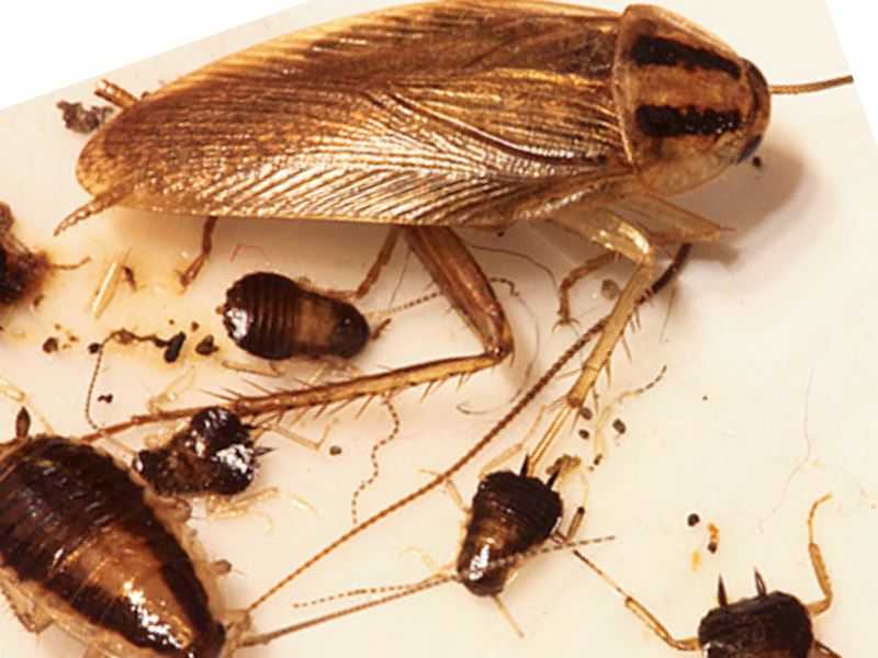 Сколько живут тараканы без воды, еды или головы