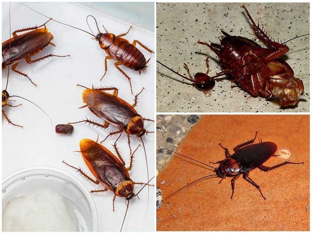 Сколько живет таракан в домашних условиях и в природе