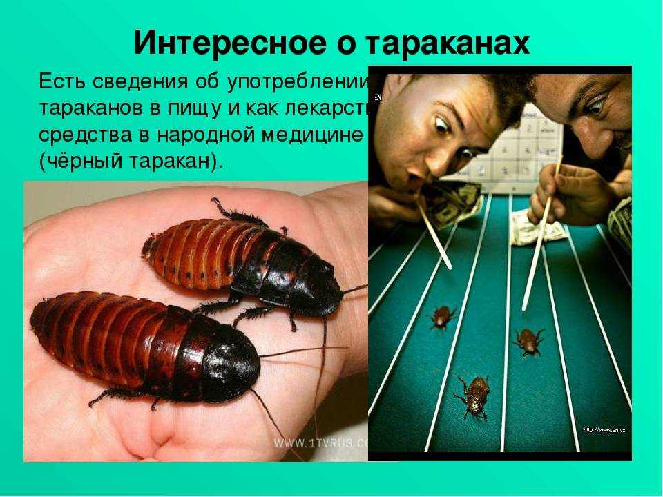 Всё о тараканах — центр дезинфекции герадез