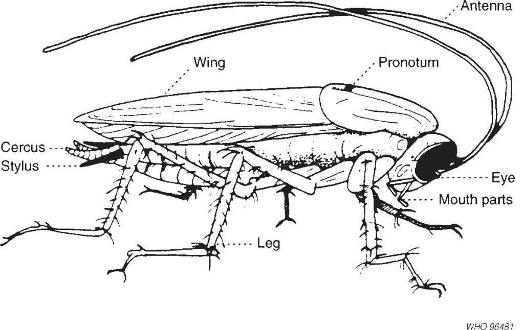Насекомые тараканы: описание, среда обитания и особенности строения