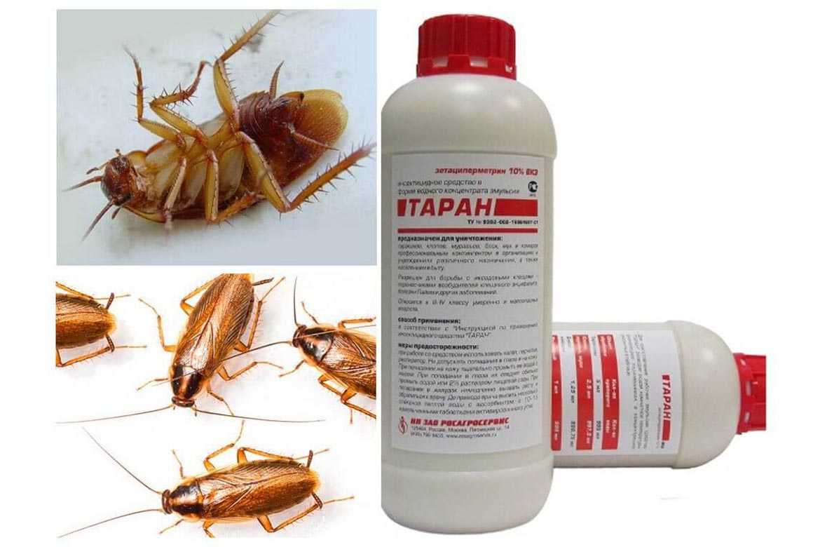 Народные средства от тараканов: лучшие способы борьбы и меры профилактики