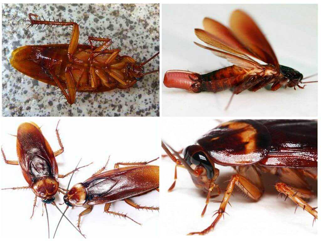Сколько таракан может прожить без головы?