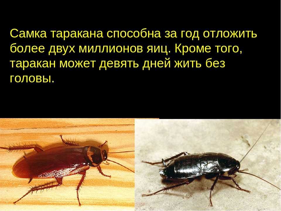 Сколько живут тараканы. продолжительность жизни таракана