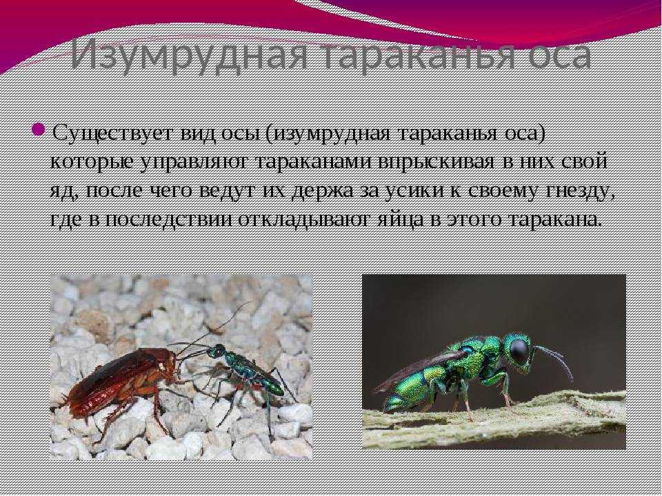 О том, как размножаются и живут тараканы