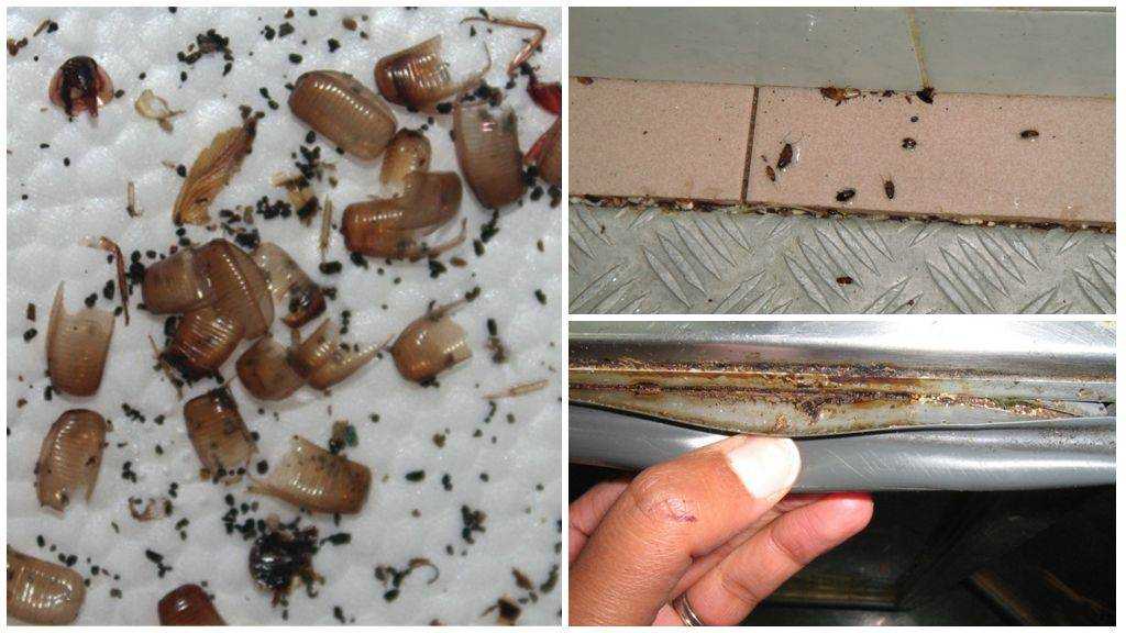 Продолжительность жизни домашних тараканов: мифы и реальность