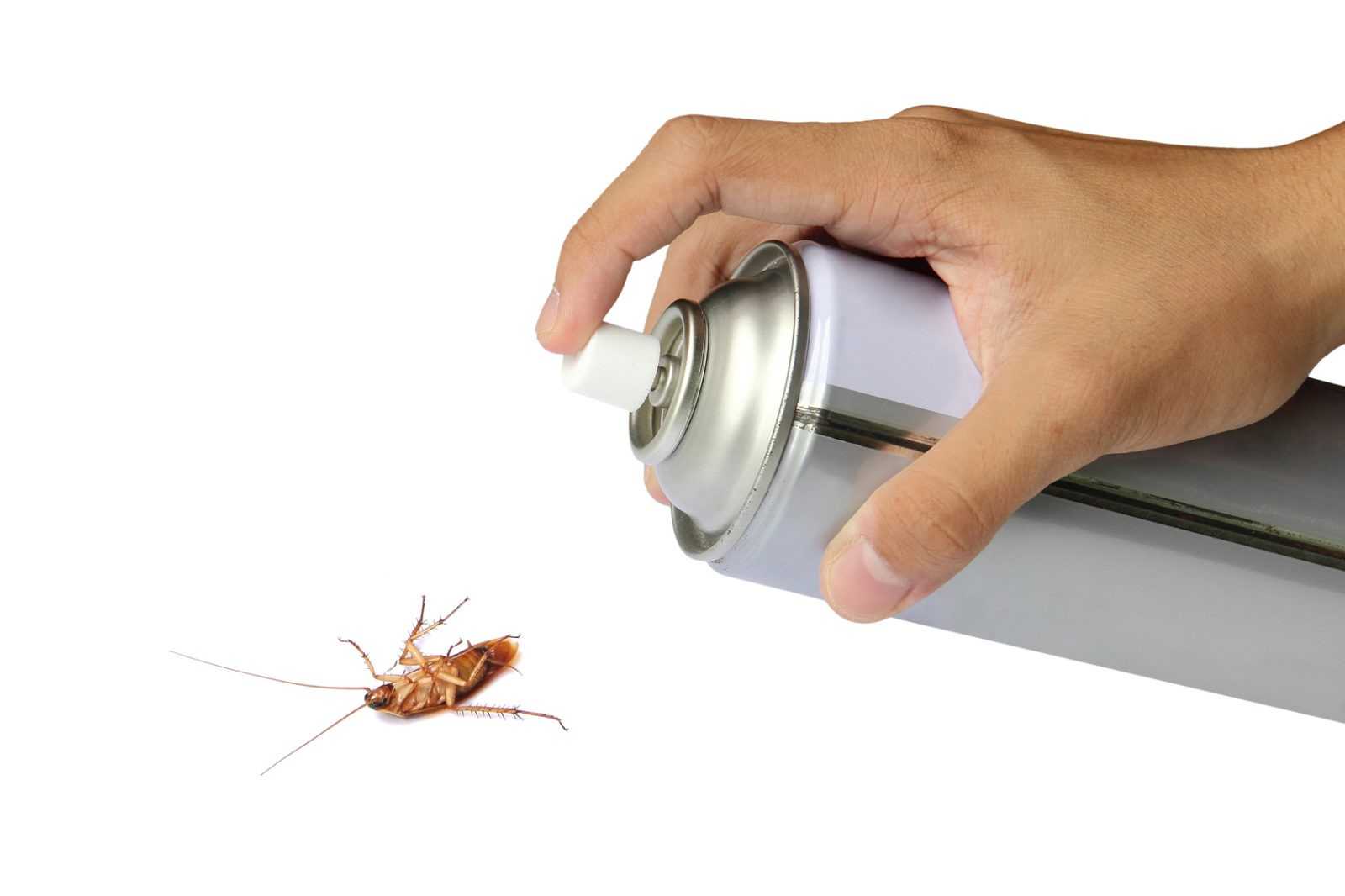 Сколько живут тараканы без еды, без воды, а также если ему оторвать голову