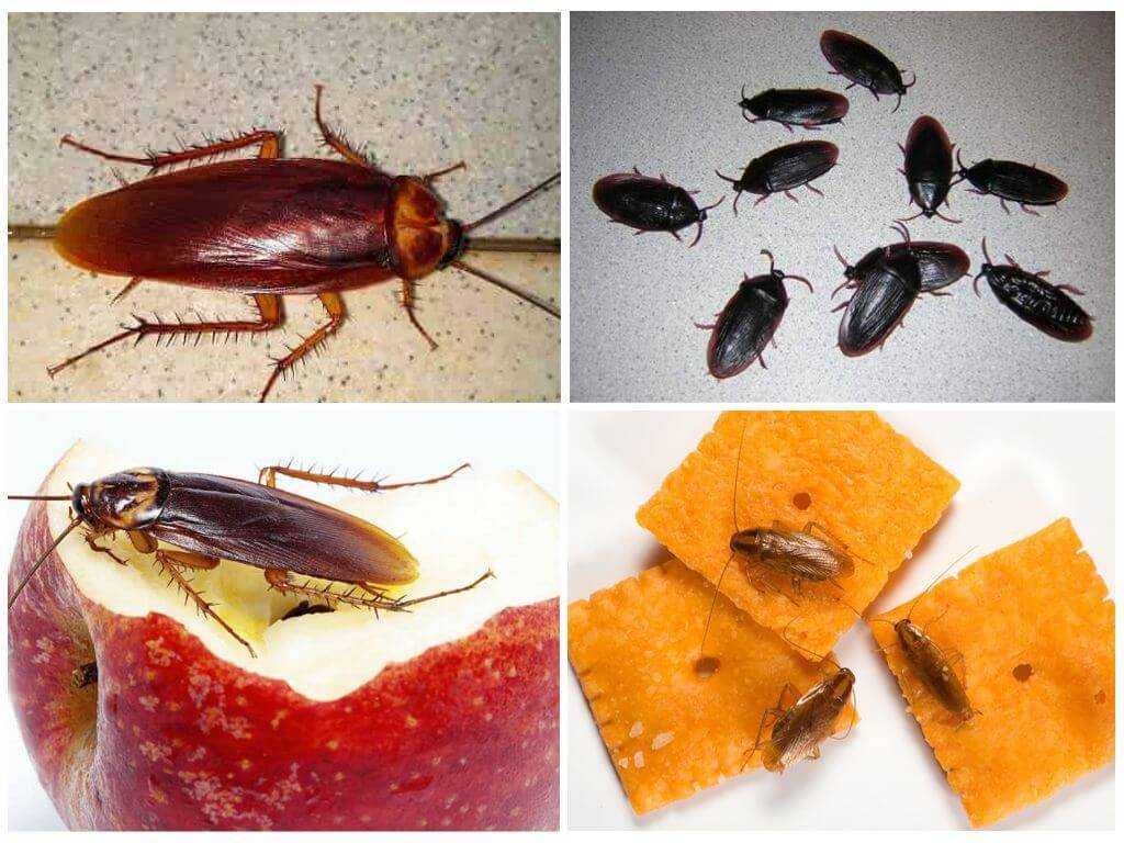 Сколько таракан может прожить без головы? сколько живут домашние тараканы?