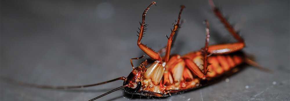 Сколько живут тараканы в экстремальных условиях без еды и воды
