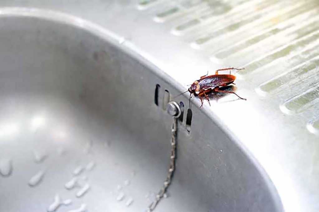 Сколько живут тараканы в домашних условиях, без еды воды и при разных температурах