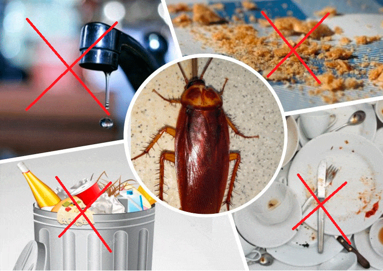 Откуда берутся тараканы в квартире: первостепенные факторы риска