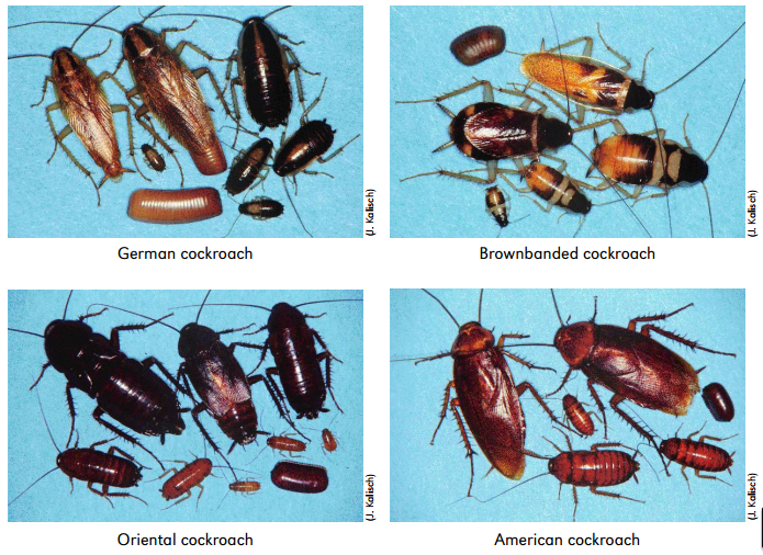 Как тараканы попадают в квартиры Откуда они берутся и почему появляются и остаются жить в доме человека Как предотвратить появление этих паразитов