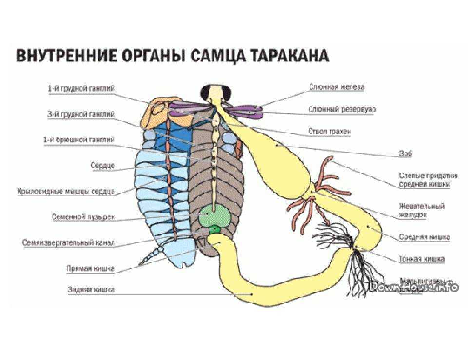 Строение таракана: сколько ног у таракана, строение конечностей