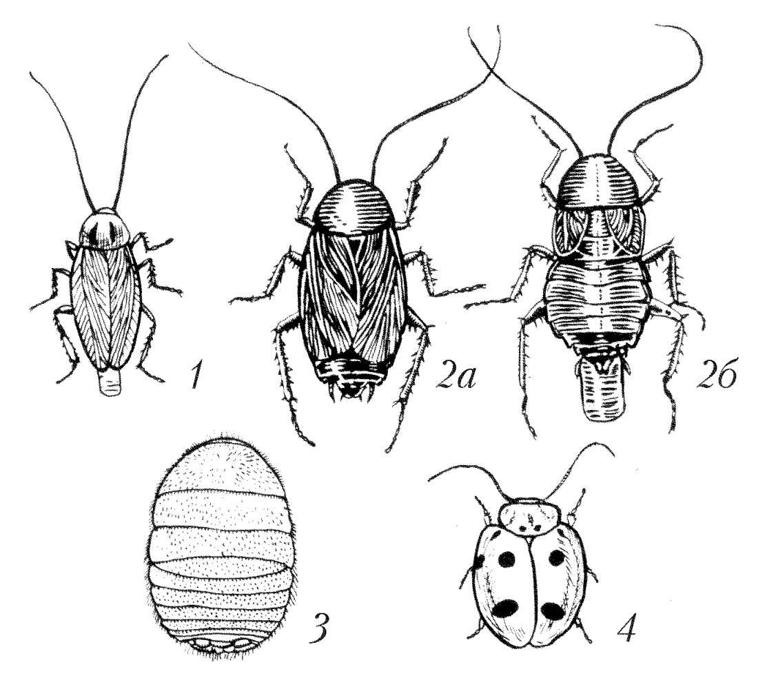 Все существующие виды тараканов: домашние и необычные