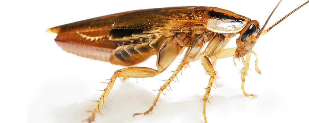 Так ли живуч обычный таракан?