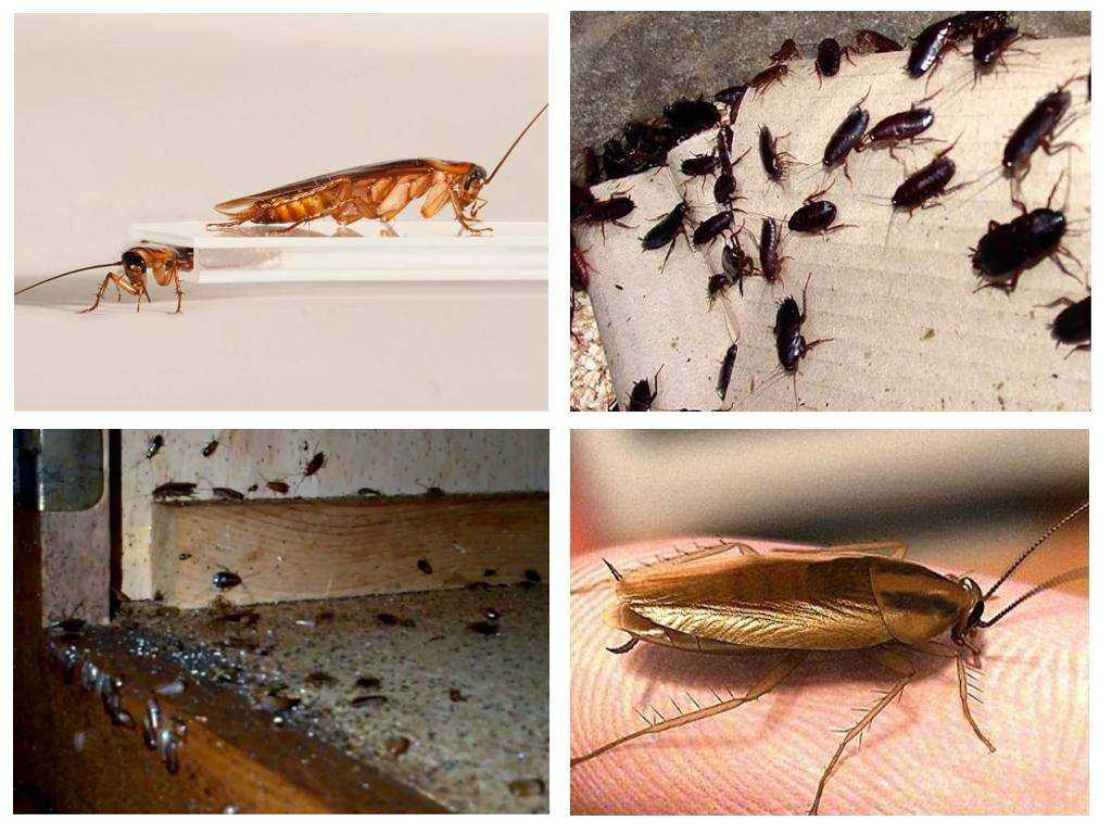 Сколько живут домашние тараканы