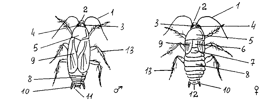 Черные тараканы: откуда они берутся и как от них избавиться?