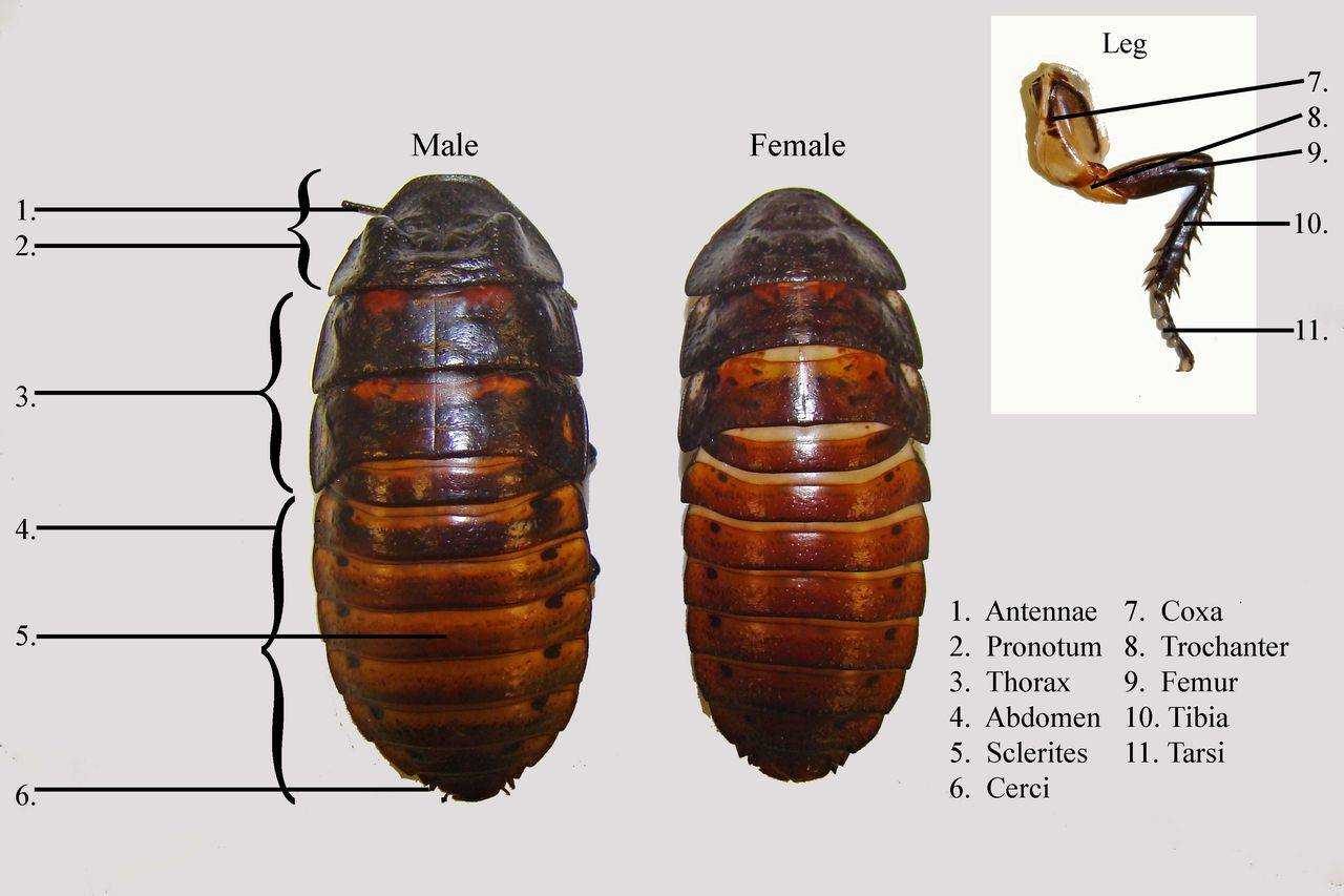 Сколько ног у таракана? виды тараканов: названия, фото, строение