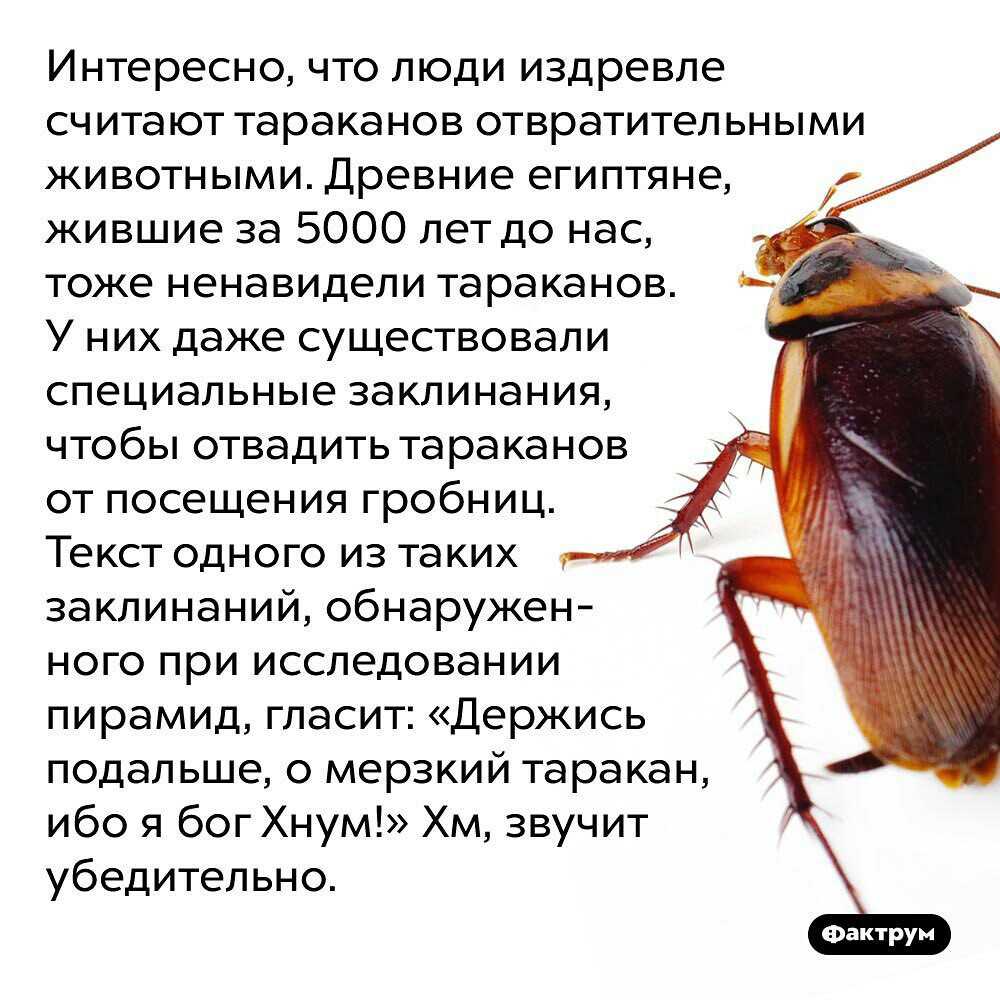 Строения таракана бог создал совершенное насекомое