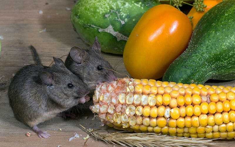 Что едят мыши в природе и в домашних условиях