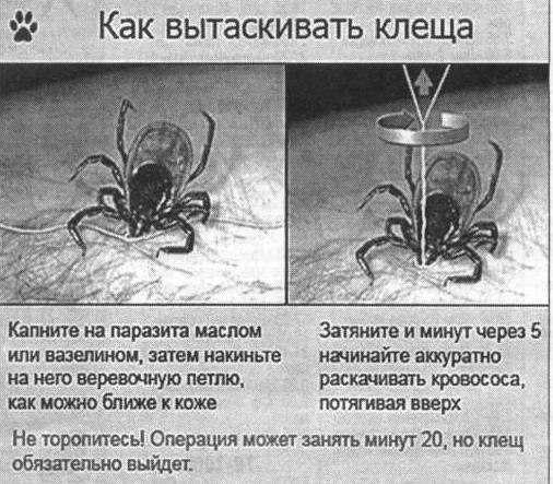 Исследование клеща на инфекции, правила подготовки к сдаче анализа, расшифровка результатов и показатели нормы.