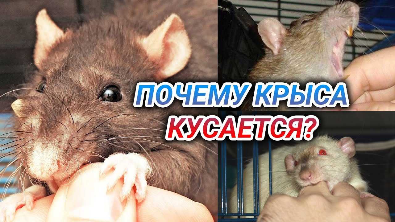 Укус крысы: первая помощь, последствия, профилактика