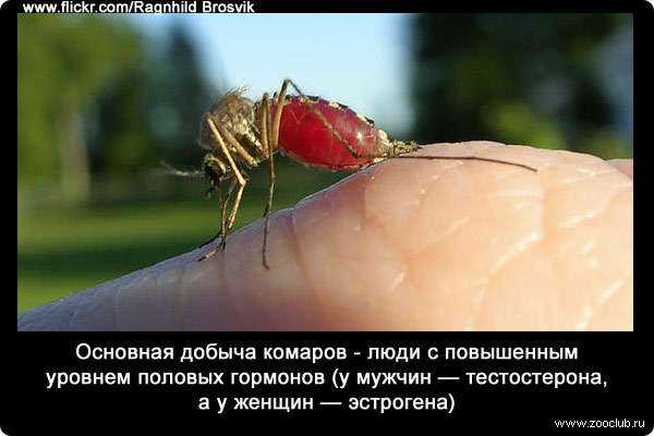 Интересные факты о насекомом богомоле: его привычки, внешний вид