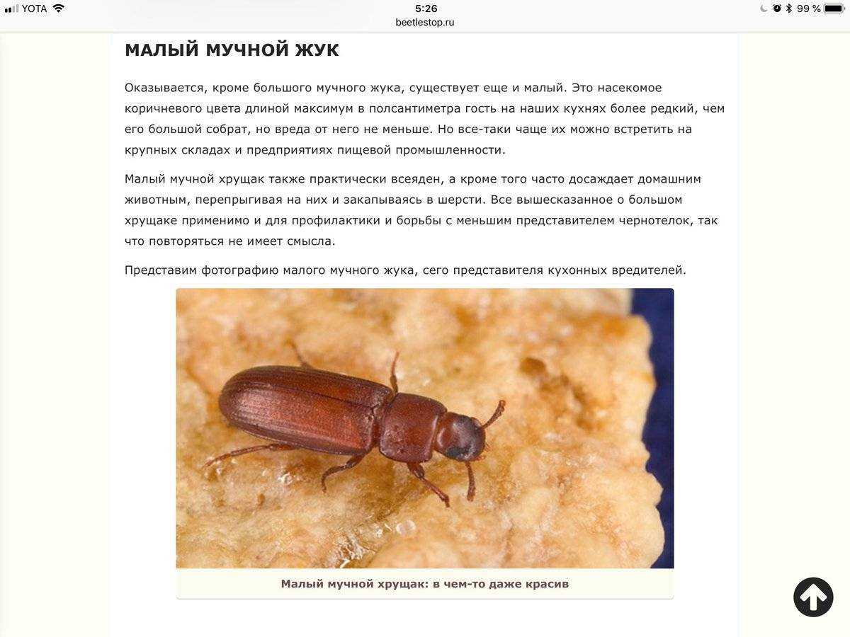 Как избавиться от мучного жука хрущака в квартире