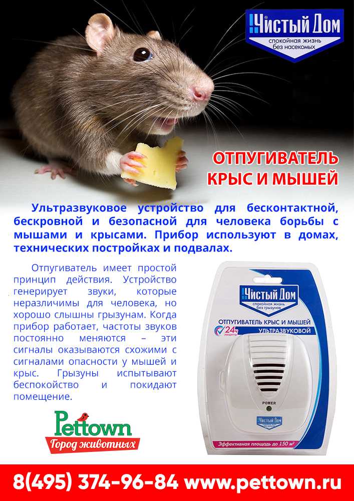 Ультразвуковой отпугиватель крыс и мышей своими руками. электрические схемы ультразвуковых отпугивателей грызунов