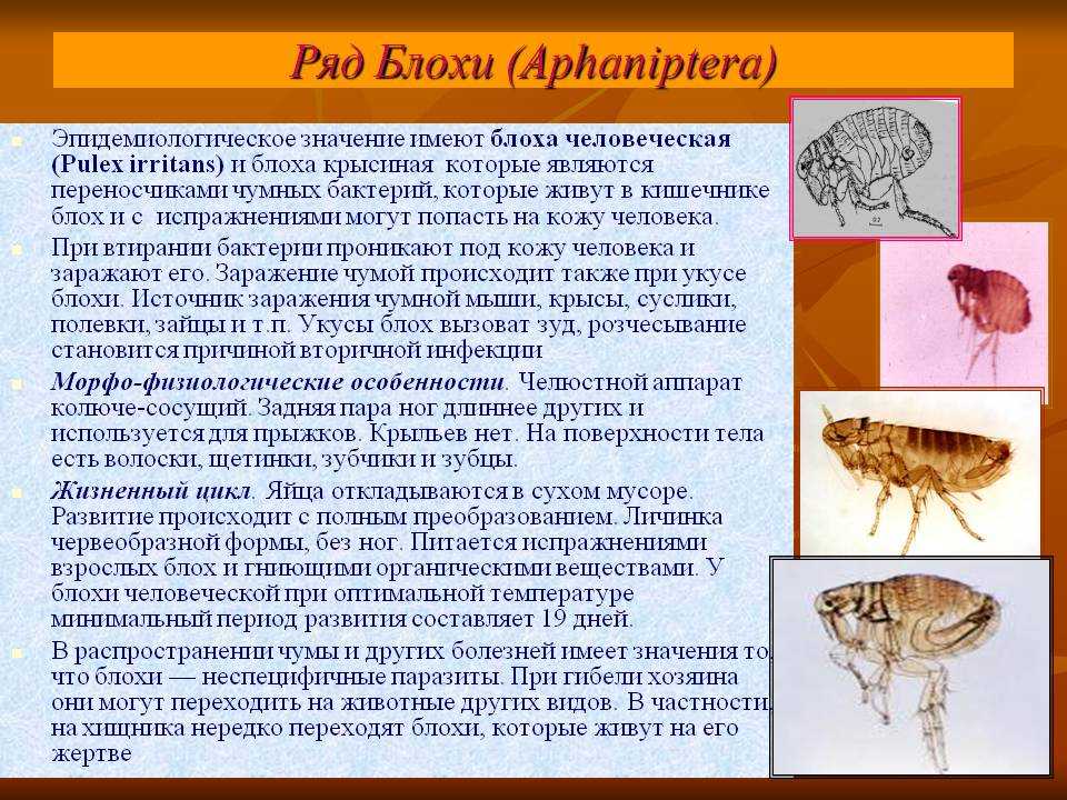 Как размножаются блохи у кошек: особенности, цикл и интересные факты