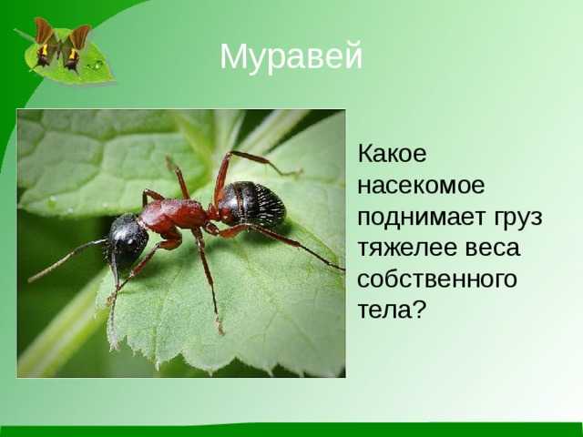 Сколько весит муравей и какую массу он может поднять