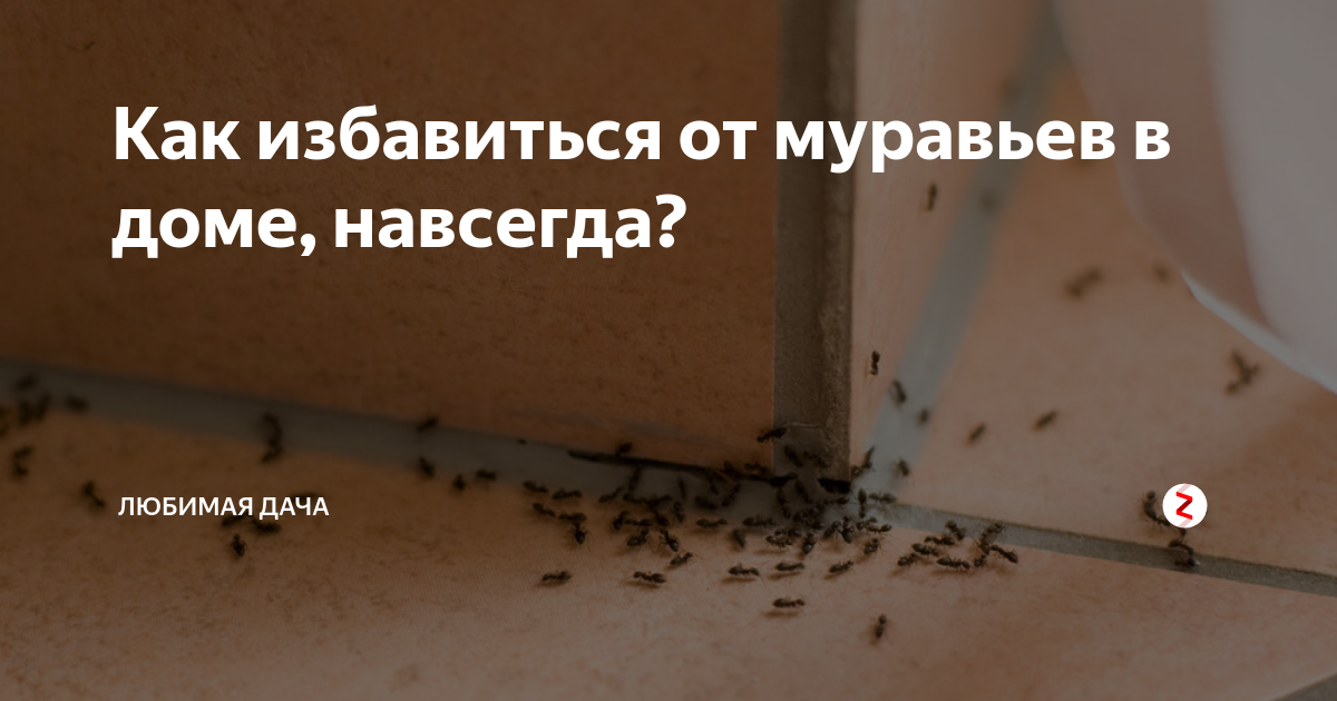 Фараоновы муравьи: особенности и методы борьбы