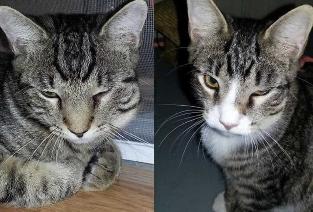 Кошку укусила оса, пчела: что делать - zoosecrets