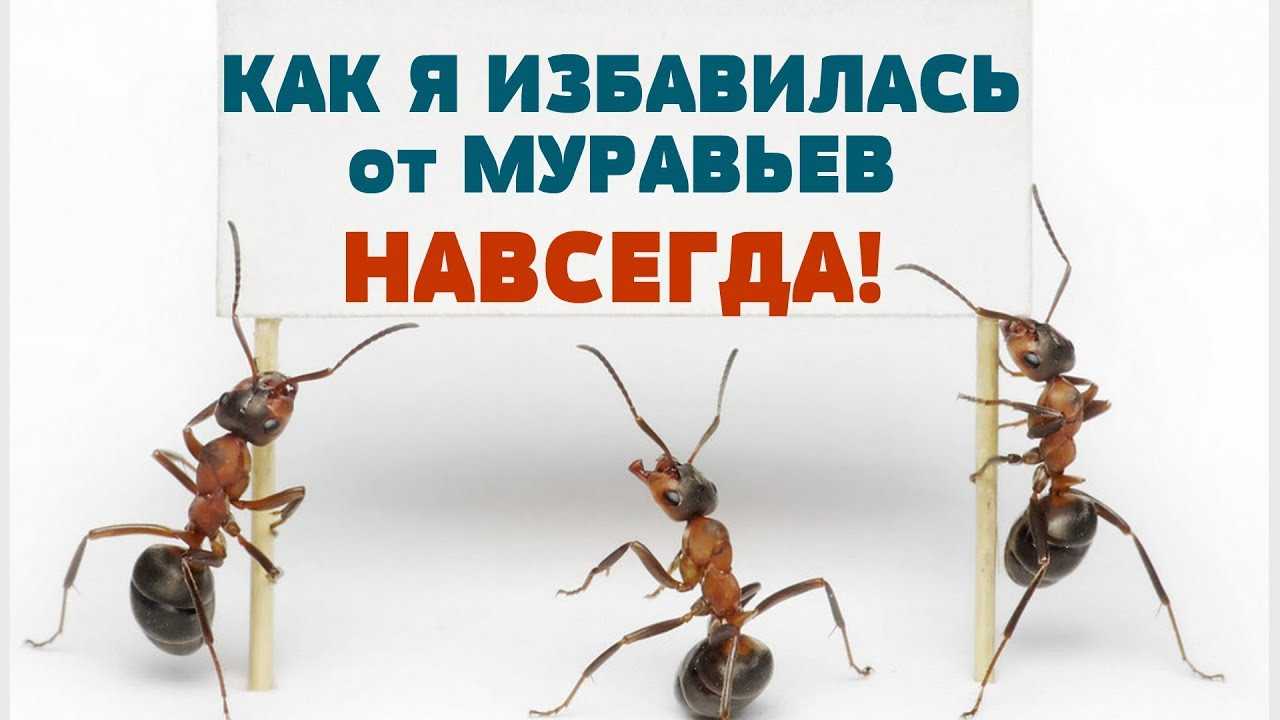 Фараоновы муравьи в квартире и как от них избавиться