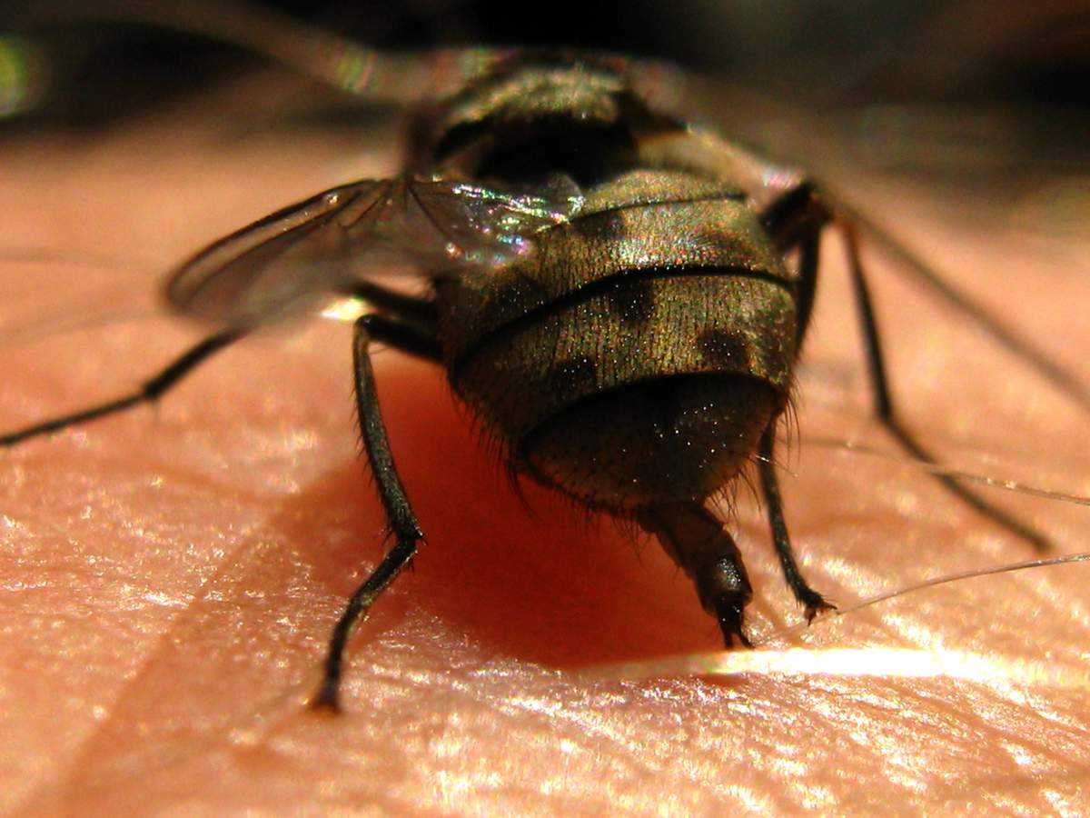 Почему мухи кусаются в конце. почему мухи кусаются в августе
