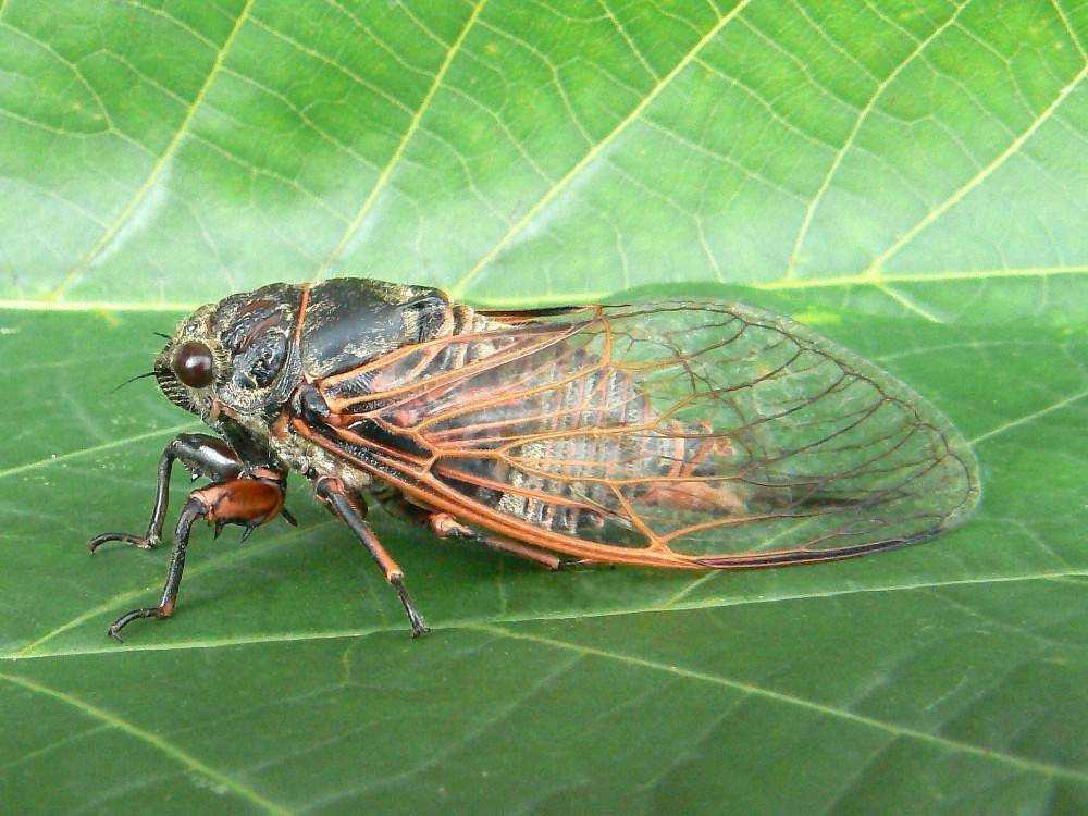 Муха цикада отличается от обычной комнатной большими размерами, способностью издавать определенные звуки, жизненным циклом Внешне имеет схожесть с другими насекомыми Уникальные и личинки
